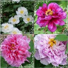 清水公園の『花ファンタジア』へ(✿ꈍ。 ꈍ✿)_b0364186_12153258.jpg