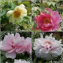 清水公園の『花ファンタジア』へ(✿ꈍ。 ꈍ✿)_b0364186_12162192.jpg
