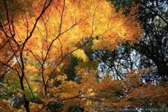 12月　桜井市　等彌神社（とみじんじゃ）_f0405053_00375188.jpg