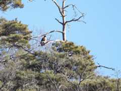 Mountain　Hawk-eagle_b0403205_14470826.jpg