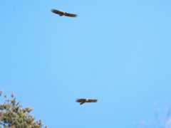 Mountain　Hawk-eagle_b0403205_15355116.jpg