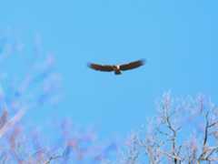 Mountain　Hawk-eagle_b0403205_15355571.jpg