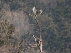 Mountain　Hawk-eagle_b0403205_15355841.jpg