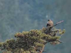 Mountain　Hawk-eagle_b0403205_13565590.jpg