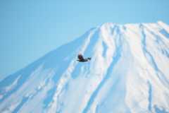 Mountain　Hawk-eagle_b0403205_08101752.jpg