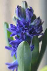 ヒヤシンス Blue_d0413440_00055747.jpg