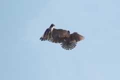 Mountain　Hawk-eagle_b0403205_14554139.jpg