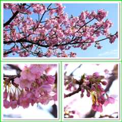 【松ヶ崎城址跡の河津桜】を見に(✿˘艸˘✿)_b0364186_08494906.jpg