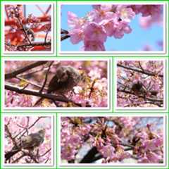 【松ヶ崎城址跡の河津桜】を見に(✿˘艸˘✿)_b0364186_08525780.jpg