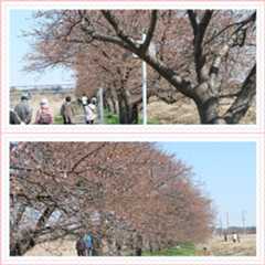 【八千代市の河津桜】まだまだね！…(=^▽^=)_b0364186_20233194.jpg