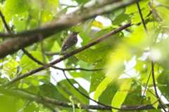 ムギマキ（Mugimaki Flycatcher）_d0013455_18573364.jpg