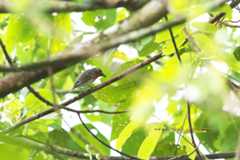 ムギマキ（Mugimaki Flycatcher）_d0013455_18573531.jpg