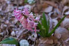 3月の開花：ヒヤシンス、沈丁花／私は本当に花の香りを識別できているのか