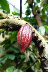 カカオ cacao_d0413440_11491676.jpg