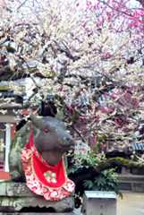 境内の梅_d0413440_23194334.jpg