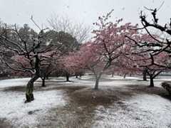 早朝には雹が、その後は雪が_e0037126_21272335.jpg