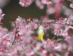 今日か今日かと待ってた桜が咲きはじめた！_b0404848_16525656.jpg