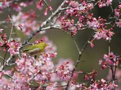 今日か今日かと待ってた桜が咲きはじめた！_b0404848_16530223.jpg