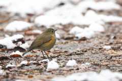 ルリビタキ（Red-flanked bluetail）♀_d0013455_11285490.jpg