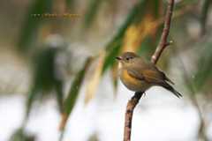 ルリビタキ（Red-flanked bluetail）♀_d0013455_11290177.jpg