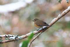 ルリビタキ（Red-flanked bluetail）♀_d0013455_11304223.jpg