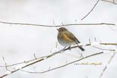 ルリビタキ（Red-flanked bluetail）♀_d0013455_12364939.jpg