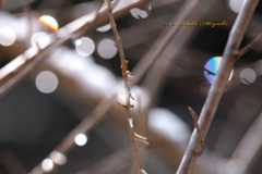 ルリビタキ（Red-flanked bluetail）♀_d0013455_16492789.jpg
