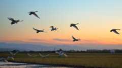 白鳥総集編その１_e0403850_23391077.jpg