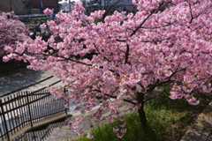 淀水路沿いの桜_d0413440_10522792.jpg