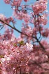 淀水路沿いの桜_d0413440_10533263.jpg