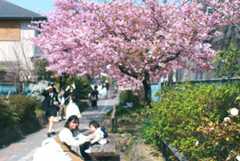 淀水路沿いの桜_d0413440_10555154.jpg