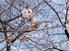 夢十夜−桜の誘い−_f0061531_14421387.jpg
