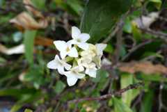 沈丁花_d0413440_10335948.jpg