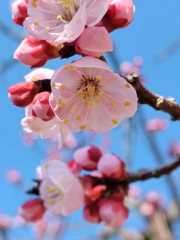 今年は　何個の実が付くかしら　？？？_a0398982_16565481.jpg