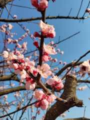 今年は　何個の実が付くかしら　？？？_a0398982_16572824.jpg