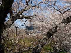2019.4/3　の　山中渓の桜_f0014971_16024617.jpg
