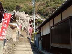 2019.4/3　の　山中渓　長谷山 地蔵院 地福寺_f0014971_21103842.jpg