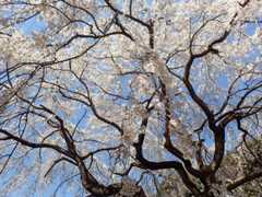 2019.4/3　の　山中渓　長谷山 地蔵院 地福寺_f0014971_21112448.jpg