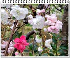 《源平花桃》見～つけ！(✿˘艸˘✿)_b0364186_08555124.jpg