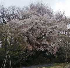 2025年4月2日(水)雨のち曇り　アケビの花_d0048312_21493279.jpg