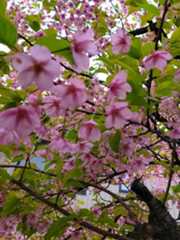 ４月です　花冷えでも　o(^-^)o　_a0195071_20153168.jpg