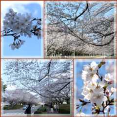 つくば《農林水産省》の桜並木(♥ˊ艸ˋ♥)♬*_b0364186_10514696.jpg