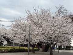 池上本門寺　満開の桜がはらはらと_b0417696_18045056.jpeg