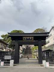 池上本門寺　満開の桜がはらはらと_b0417696_18222038.jpeg