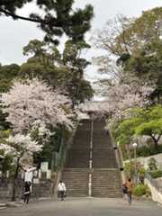 池上本門寺　満開の桜がはらはらと_b0417696_18232031.jpeg