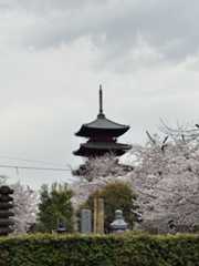 池上本門寺　満開の桜がはらはらと_b0417696_18273603.jpeg