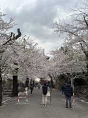 池上本門寺　満開の桜がはらはらと_b0417696_18282839.jpeg