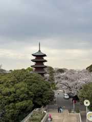 池上本門寺　満開の桜がはらはらと_b0417696_18285772.jpeg