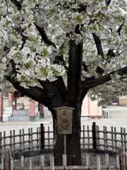 池上本門寺　満開の桜がはらはらと_b0417696_18345857.jpeg