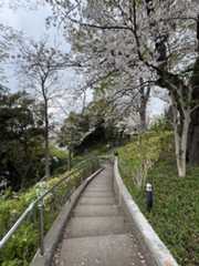 池上本門寺　満開の桜がはらはらと_b0417696_18360507.jpeg